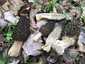 Hegyes kucsmagomba (Morchella deliciosa), Pilis